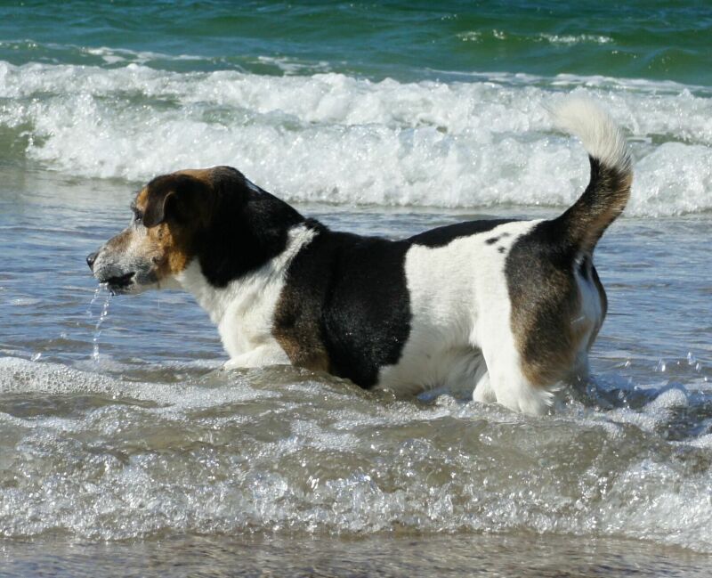 Fritzi