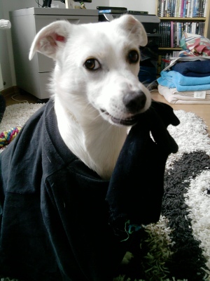 Semmi